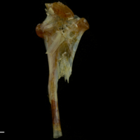 photo of Black seabream hyomandibular medial view