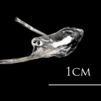 photo of Atlantic herring posttemporal medial view