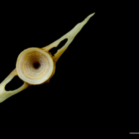 photo of Northern pike caudal vertebra posterior view