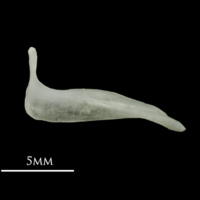 photo of Roach premaxilla lateral view