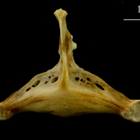 photo of Ballan wrasse pharyngeal ventral view