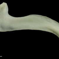 photo of Common carp premaxilla lateral view