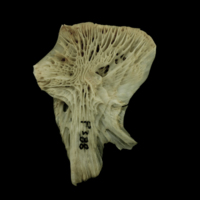 photo of Atlantic salmon hyomandibular medial view