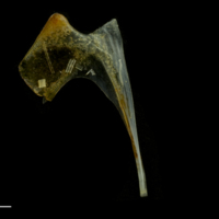 photo of Black seabream coracoid medial view