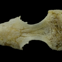 photo of Red gurnard parasphenoid basioccipital complex dorsal view