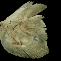 photo of Atlantic salmon opercular lateral view