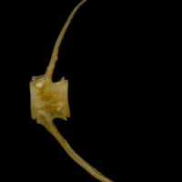 photo of Vendace caudal vertebra lateral view