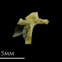 photo of Small sandeel hyomandibular lateral view