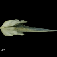 photo of Scad vomer dorsal view