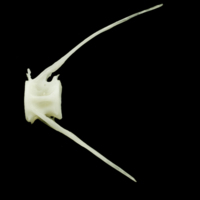 photo of Freshwater bream caudal vertebra lateral view