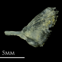 photo of Small sandeel subopercular lateral view