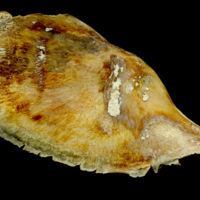 photo of Atlantic bluefin tuna  for assessment medial view