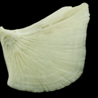 photo of Common carp opercular lateral view