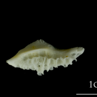 photo of European plaice pharyngeal dorsal view