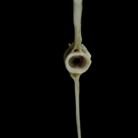 photo of Brill caudal vertebra posterior view