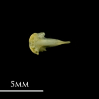 photo of Bullhead vomer ventral view