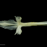 photo of Bullrout parasphenoid dorsal view