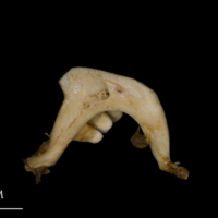 photo of Tench pharyngeal ventral view