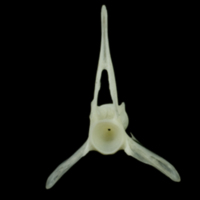 photo of Poor cod precaudal vertebra anterior view