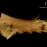 photo of Catfish ceratohyal medial view