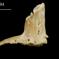 photo of Catfish premaxilla medial view
