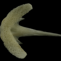 photo of Burbot vomer ventral view