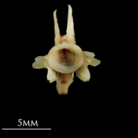 photo of Garfish ultimate vertebra anterior view
