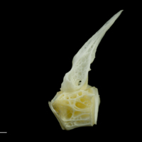 photo of European seabass precaudal vertebra lateral view