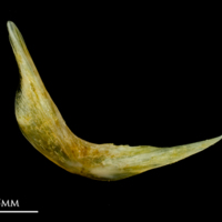 photo of Common sole preopercular medial view