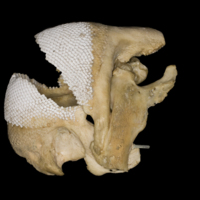 photo of Parrot fish jaw lateral view