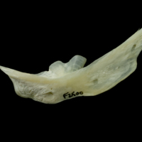 photo of Northern pike preopercular lateral view