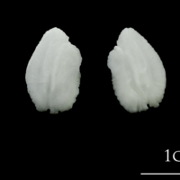 photo of Atlantic halibut otolith(s) detail view