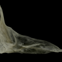 photo of Grayling cleithrum medial view