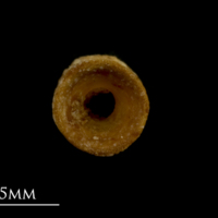 photo of Spurdog precaudal vertebra anterior view