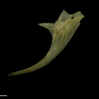 photo of Arctic Char posttemporal lateral view