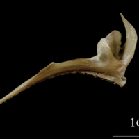 photo of Turbot premaxilla medial view