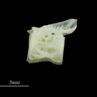 photo of European seabass caudal vertebra lateral view