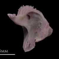 photo of Common sole dentary medial view