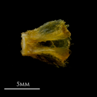 photo of Grey gurnard basioccipital ventral view