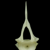 photo of Bullrout precaudal vertebra anterior view