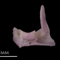photo of Common sole articular medial view
