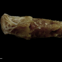 photo of Couch's seabream vomer medial view