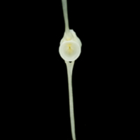 photo of Common sole caudal vertebra posterior view