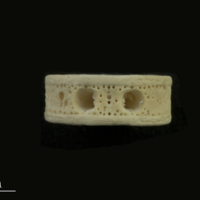 photo of Thresher Shark vertebra lateral view