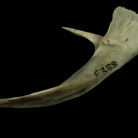 photo of Atlantic salmon posttemporal lateral view