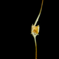 photo of Common sole caudal vertebra lateral view
