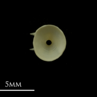 photo of Grayling precaudal vertebra anterior view