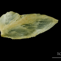 photo of Atlantic cod subopercular lateral view