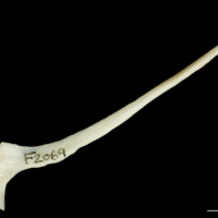 photo of Haddock postcleithrum medial view