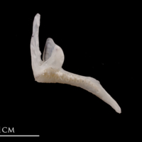 photo of European flounder premaxilla medial view